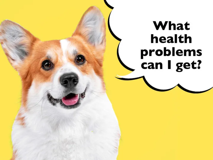 What Health Problems Can Pembroke Welsh Corgis Be Prone To? Corgi on a yellow background with a speech bubble that says 'What health problems can I get?'