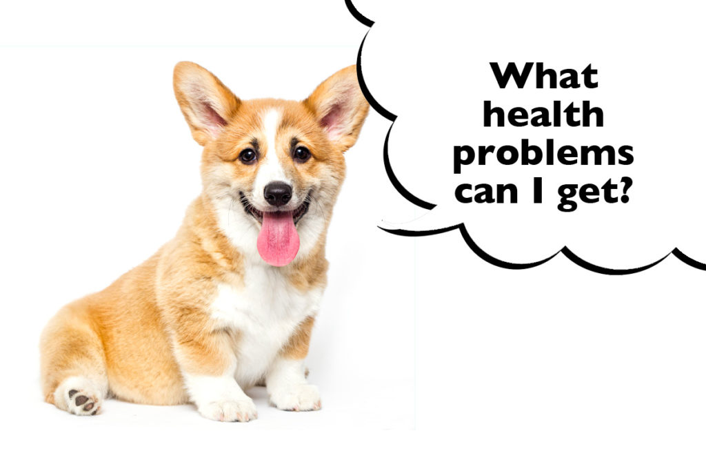 Pembroke Welsh Corgi sat on a white background with a speech bubble that says 'What health problems can I get?'