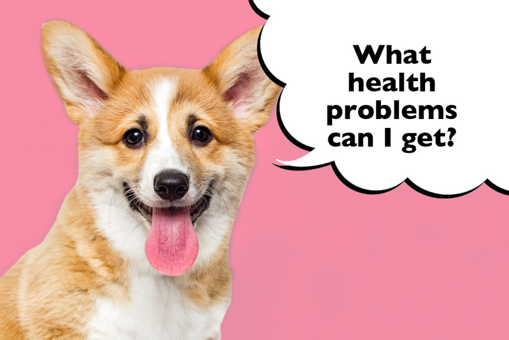 Pembroke Welsh Corgi on a pink background with a speech bubble that says 'What health problems can I get?'