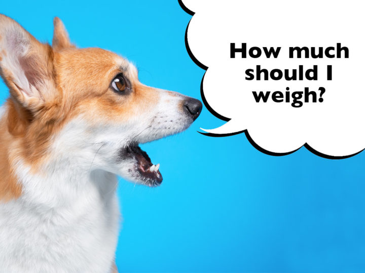 What IS The Ideal Weight For A Pembroke Welsh Corgi? Close-up of the side of a Corgi's head with a speech bubble that says 'How much should I weigh?'
