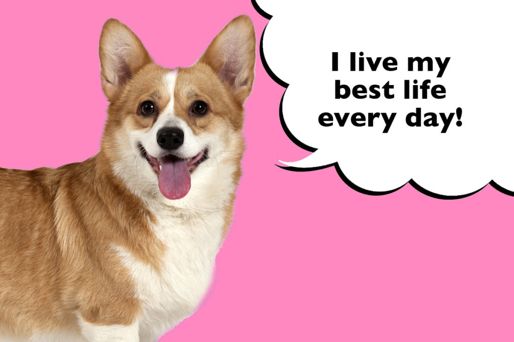Corgi standing on a pink background with a speech bubble that says 'I live my best life every day!'