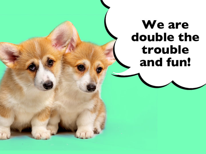 Should I Get Two Corgis? Two Corgi puppies sat together on a green background