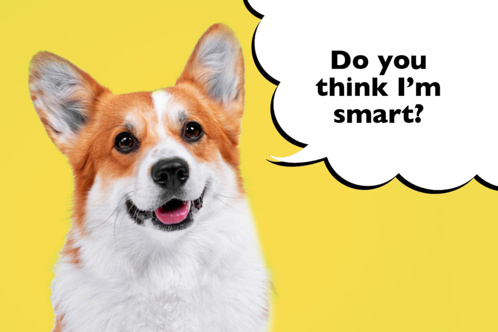 Closeup of a Corgi's head on a yellow background with a speech bubble that says 'Do you think I'm smart?'