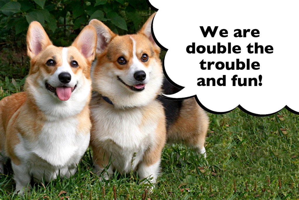 Two Corgis on a dog walk standing on the grass with a speech bubble that says 'We are double the trouble and fun!'
