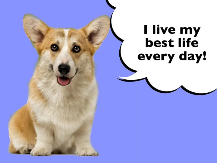 What Is The Life Expectancy Of A Corgi