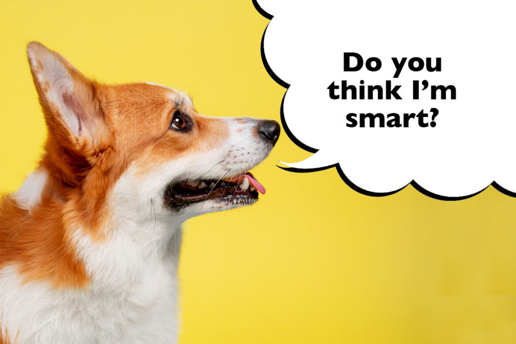 Corgi face looking right on a bright yellow background with a speech bubble that says 'Do you think I'm smart?'