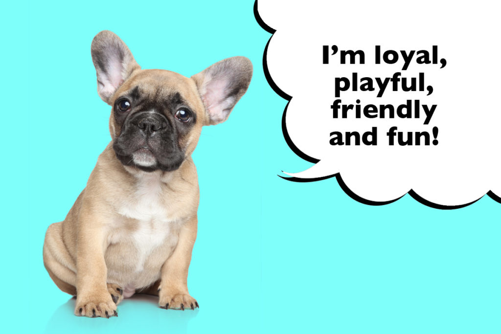 French Bulldog sitting on a cyan blue background with a speech bubble that says 'I'm loyal, playful, friendly and fun!'