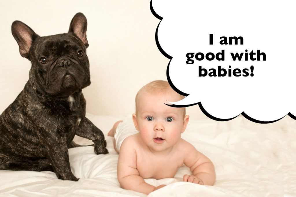 French Bulldog sitting on a blanket next to a baby with a speech bubble that says 'I am good with babies!'