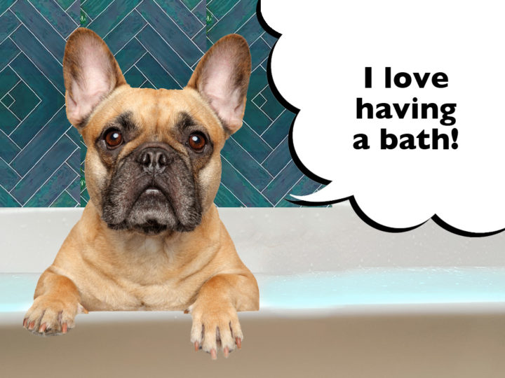 How Often Should You Bathe A French Bulldog? French Bulldog in the bath with a speech bubble that says 'I love having a bath!'