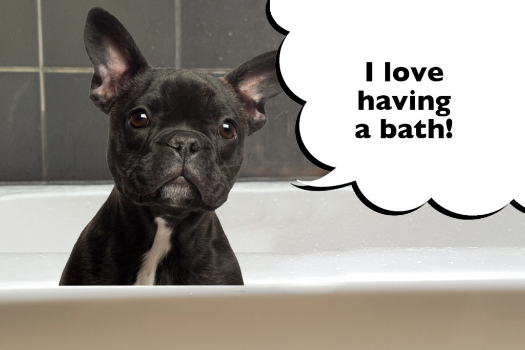 French Bulldog in the bath with a speech bubble that says 'I love having a bath!'