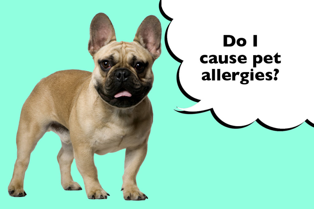 French Bulldog standing on a cyan blue background with a speech bubble that says 'Do I cause pet allergies?'