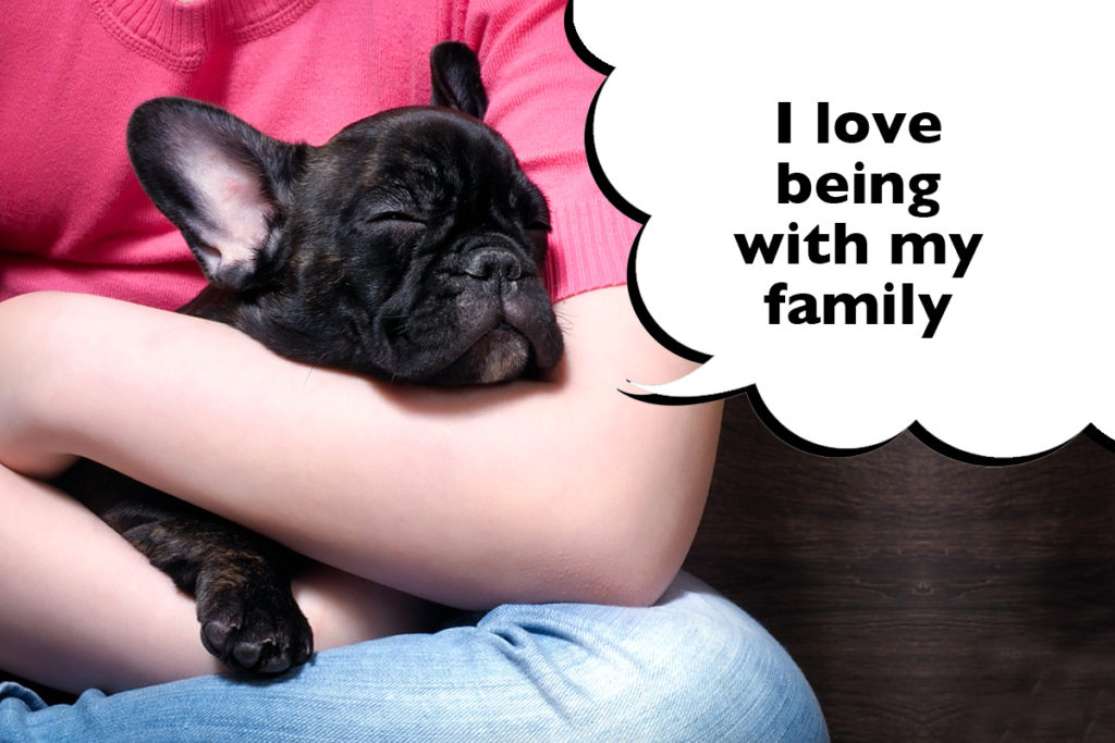 French Bulldog puppy asleep in a child's arms with a speech bubble that says 'I love being with my family!'