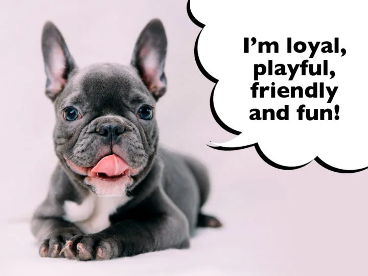 15 Of The Most Common French Bulldog Traits. French Bulldog laying down with tongue out with a speech bubble that says 'I'm loyal, playful, friendly and fun!'