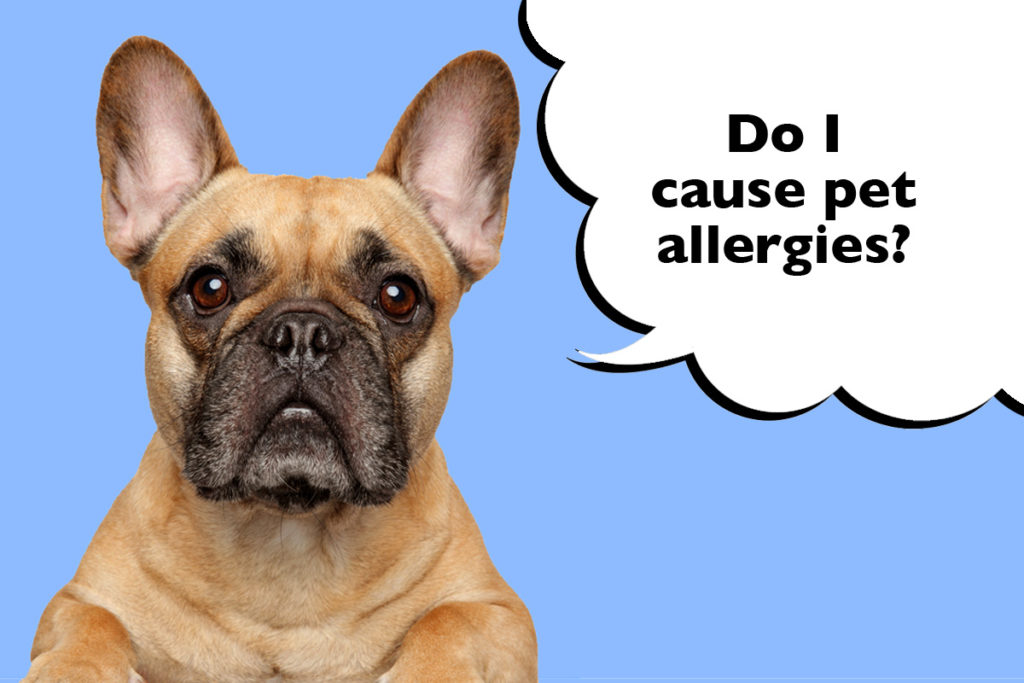 Close up of a French Bulldog's head on a blue background with a speech bubble that says 'Do I cause pet allergies?'