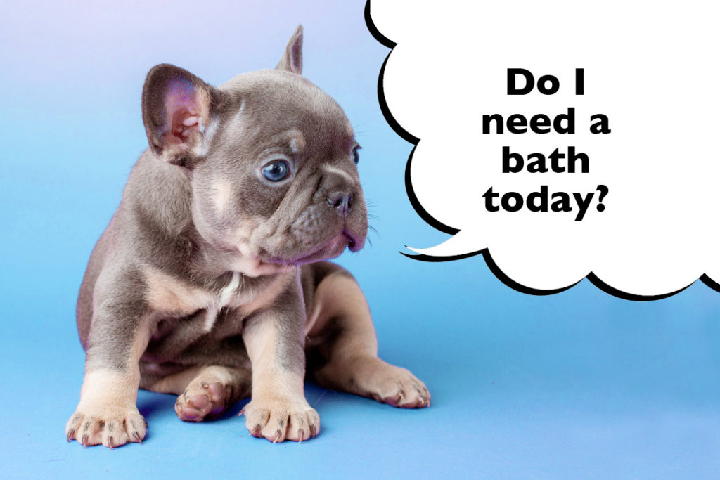French Bulldog puppy on a blue background with a speech bubble that says 'Do I need a bath today?'