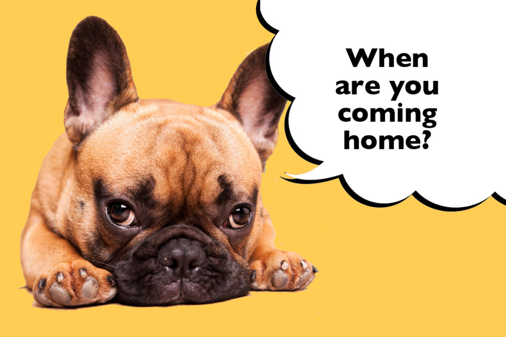 Sad-looking French Bulldog laying on a yellow background with a speech bubble that says 'When are you coming home?'