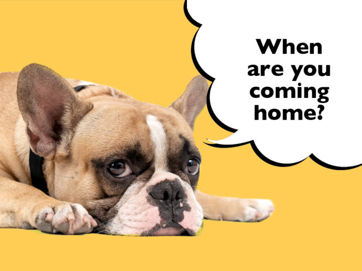 Do French Bulldogs Get Separation Anxiety? Sad-looking French Bulldog laying on a yellow background with a speech bubble that says 'When are you coming home?'