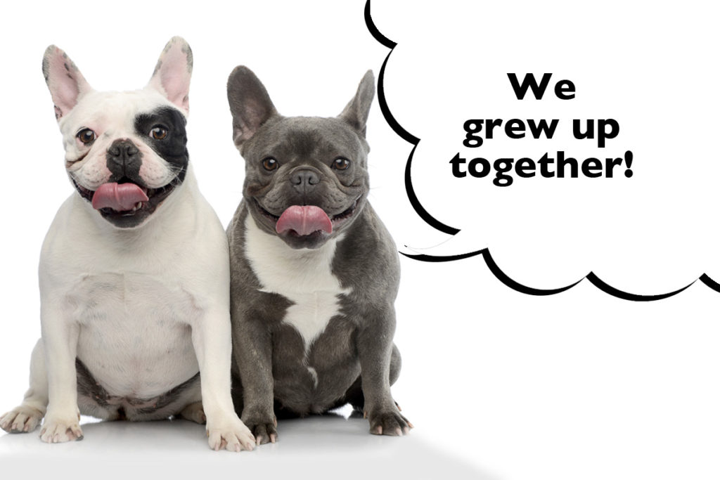 Two French Bulldogs sat on a white background with a speech bubble that says 'We grew up together!'