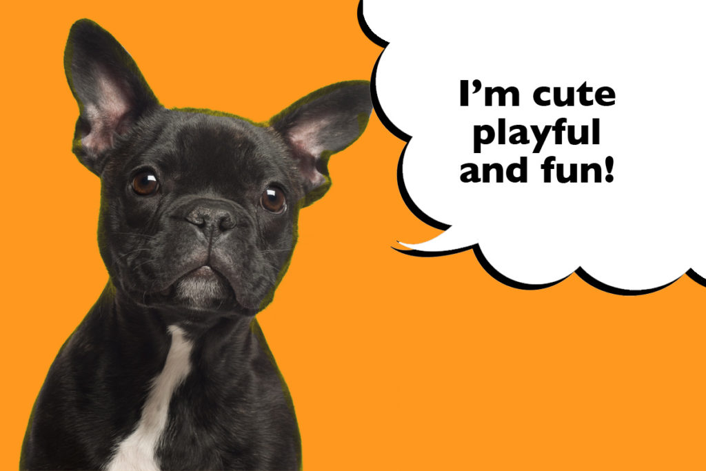French Bulldog on an orange background with a speech bubble that says 'I'm cute, playful and fun!'