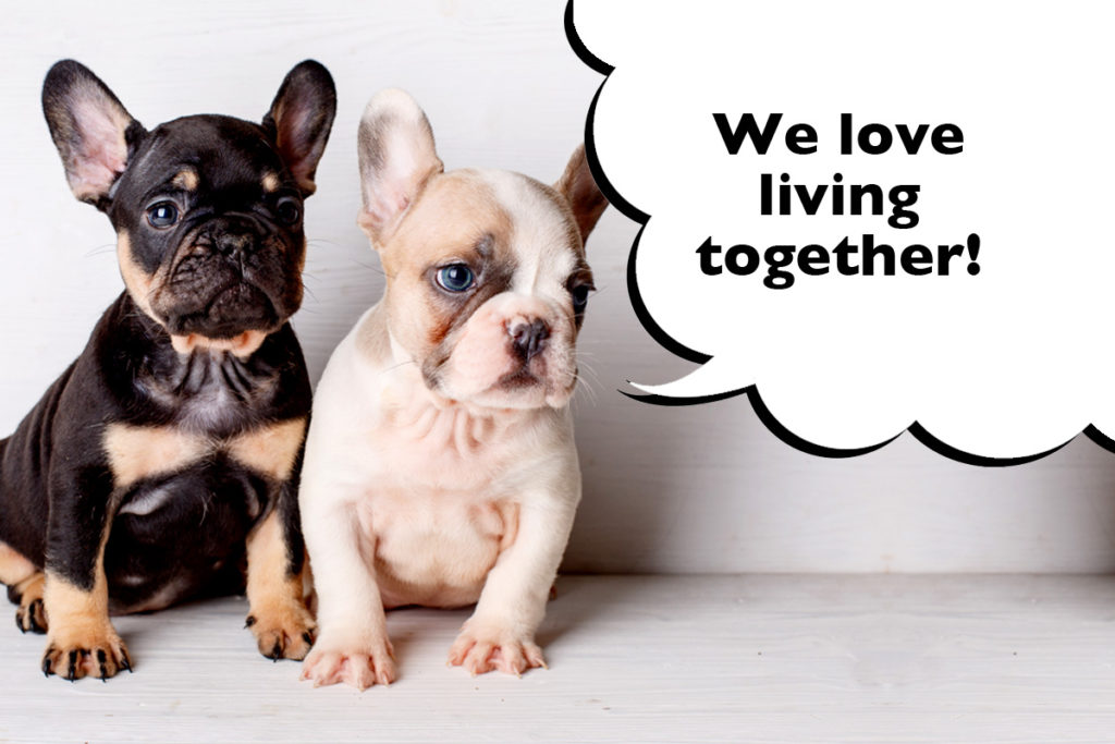 Two French Bulldog puppies sat on a sofa with a speech bubble that says 'We love living together!'