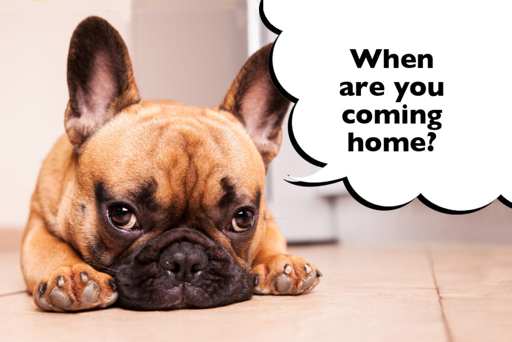 Sad-looking French Bulldog laying on the floor with a speech bubble that says 'When are you coming home?'