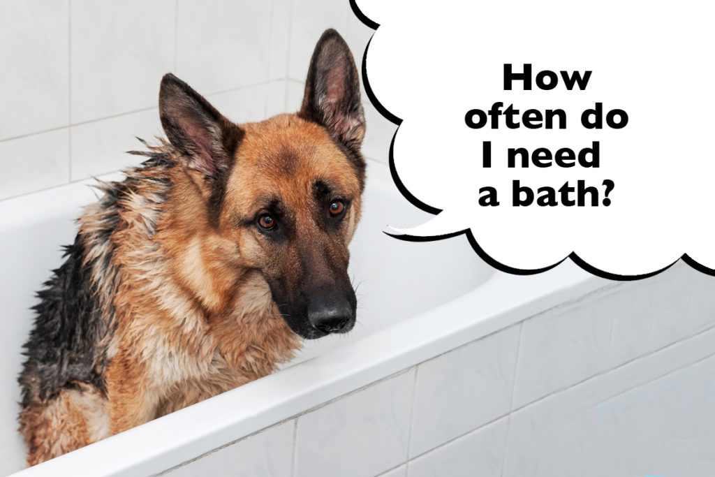 Wet German Shepherd sat in a bath tub with a speech bubble that says 'How often do I need a bath?'