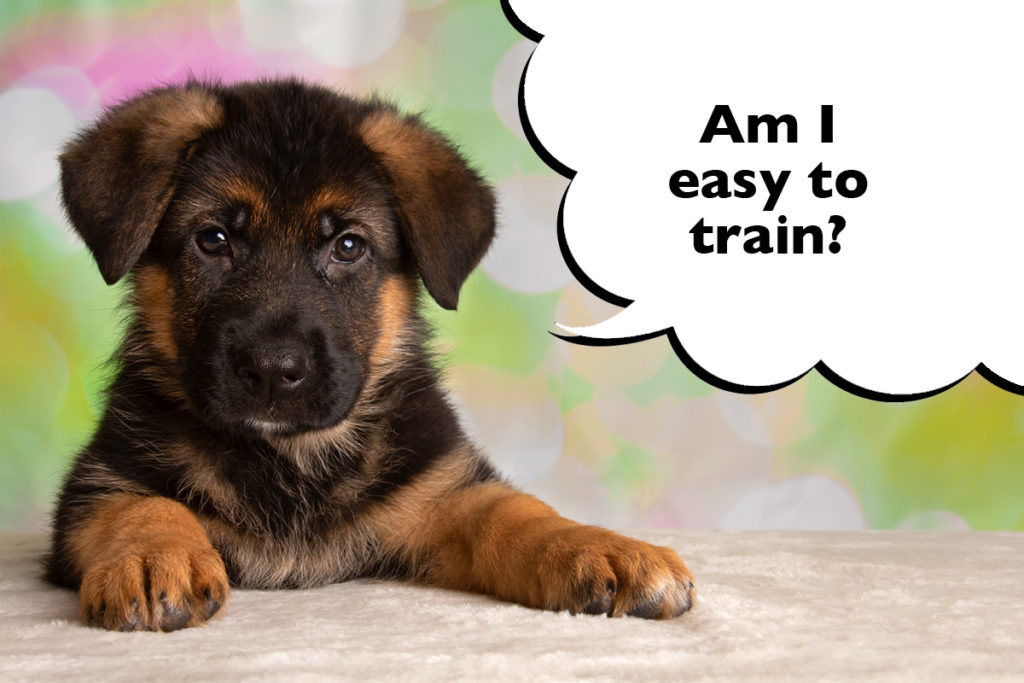 German Shepherd puppy laying down on the carpet with a speech bubble that says 'Am I easy to train?'