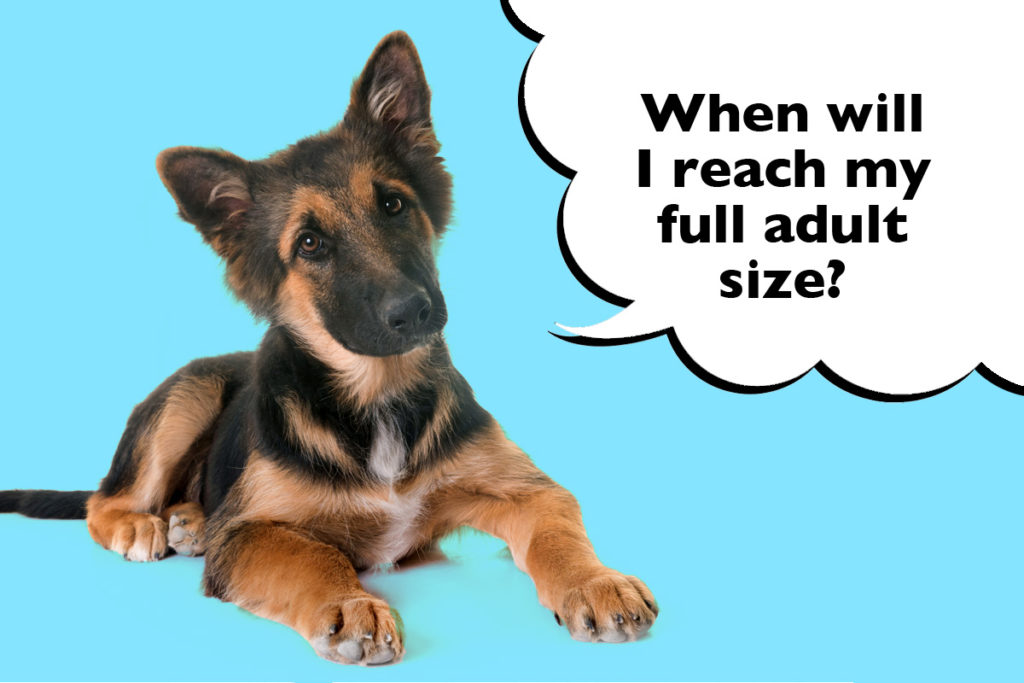 What Age Do German Shepherds Stop Growing? German Shepherd puppy on a blue background with a speech bubble that says 'When will I reach my full adult size?'