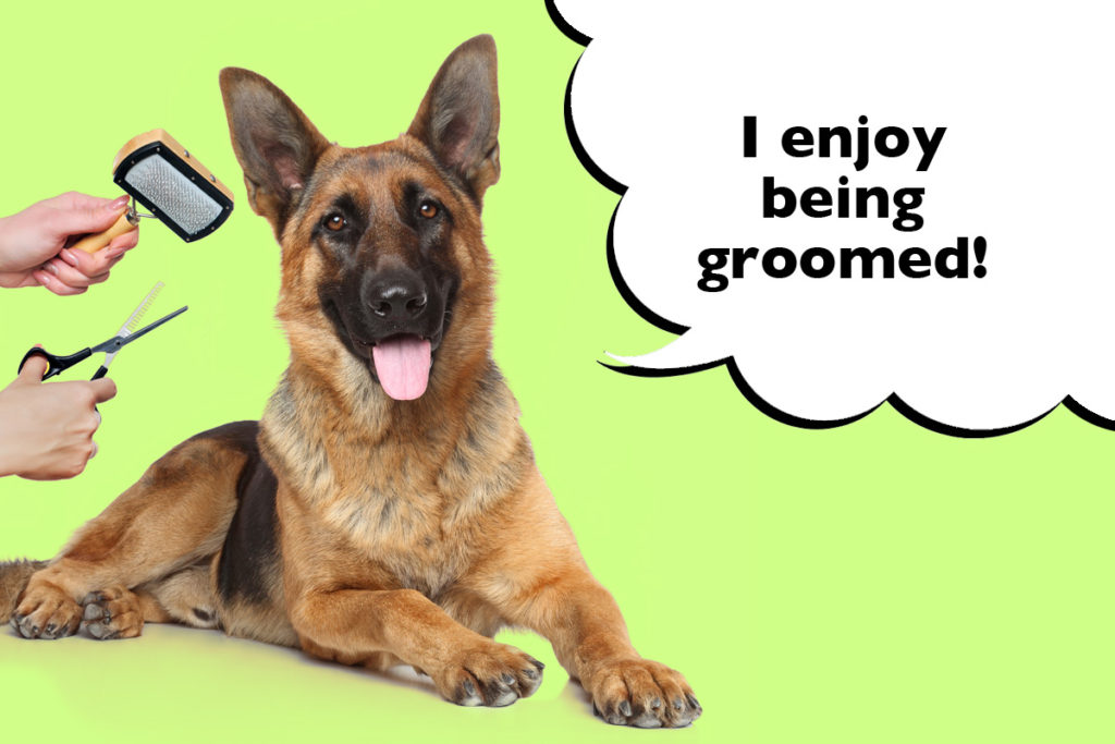 German Shepherd laying down on a green background surrounded by dog grooming tools with a speech bubble that says 'I enjoy being grooming!'