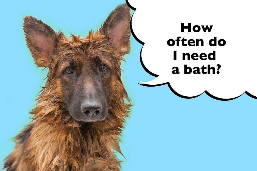 Wet German Shepherd on a cyan blue background with a speech bubble that says 'How often do I need a bath?'