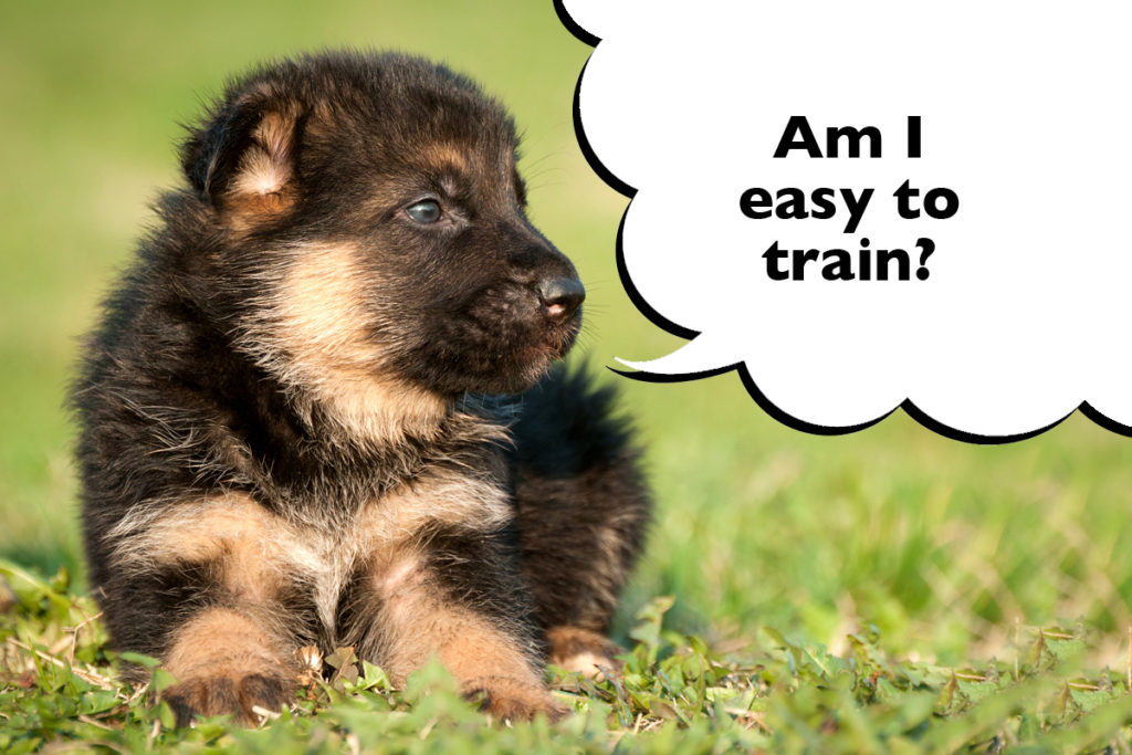 German Shepherd puppy sitting on the grass with a speech bubble that says 'Am I easy to train?'