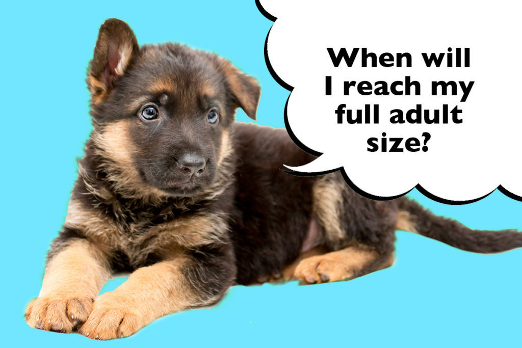 What Age Do German Shepherds Stop Growing? German Shepherd puppy on a blue background with a speech bubble that says 'When will I reach my full adult size?'