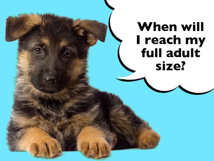 At What Age Do German Shepherds Stop Growing? German Shepherd puppy on a blue background with a speech bubble that says 'When will I reach my full adult size?'