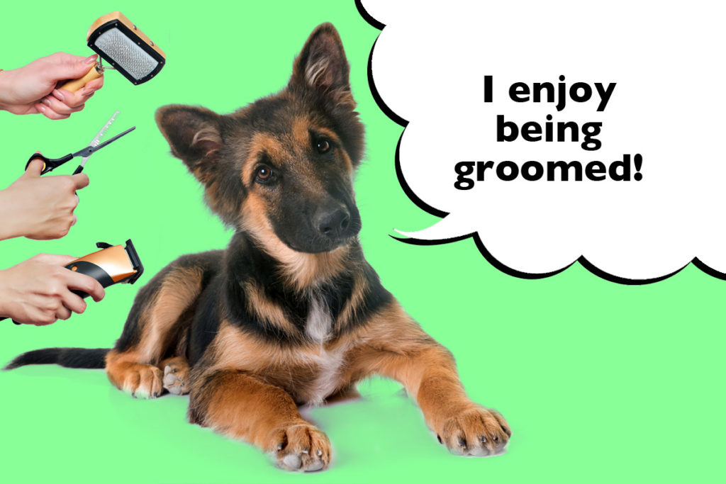 German Shepherd Puppy laying down on a bright green background surrounded by dog grooming tools with a speech bubble that says 'I enjoy being grooming!'