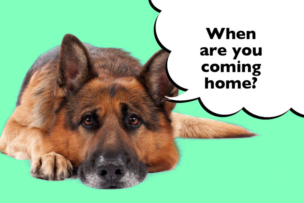Sad-looking German Shepherd laying down on a green background with a speech bubble that says 'When are you coming home?'