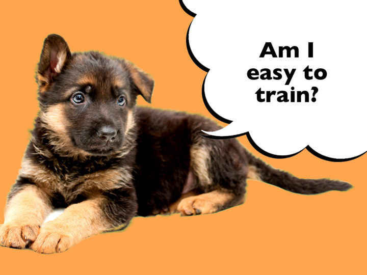 Are German Shepherds Easy To Train? German Shepherd puppy laying on an orange background