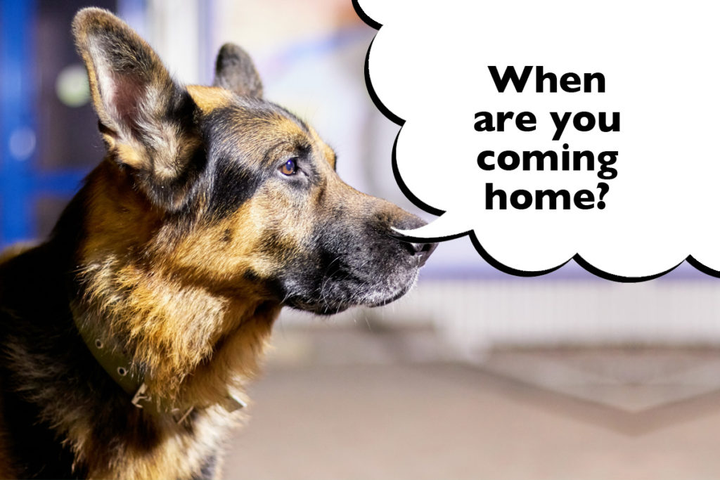 Sad-looking German Shepherd staring out of the window with a speech bubble that says 'When are you coming home?'