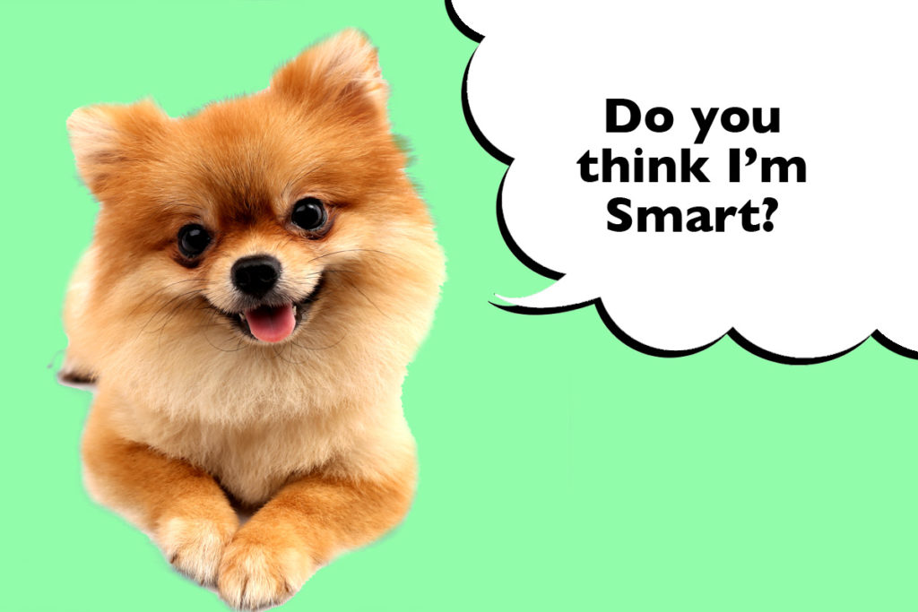 Pomeranian laying down on a green background with a speech bubble that says 'Do you think I'm smart?'