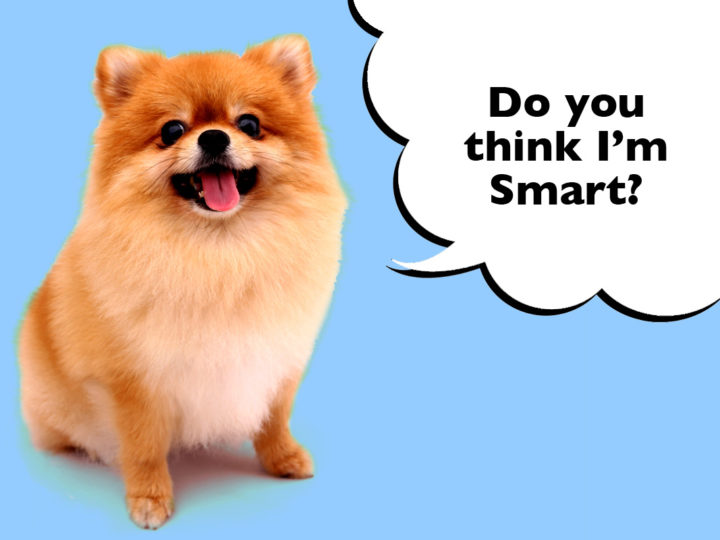 Are Pomeranians Smart?