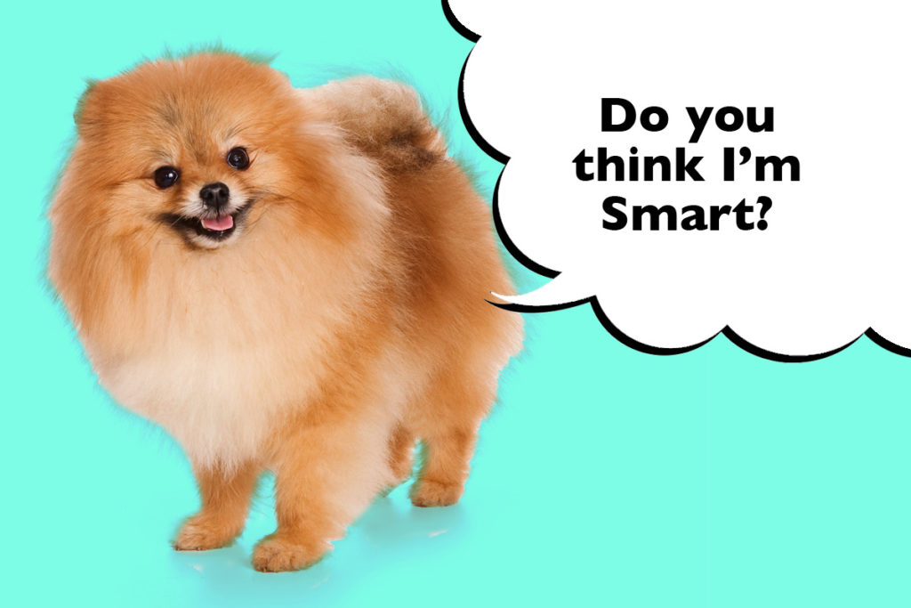 Pomeranian standing on a blue background with a speech bubble that says 'Do you think I'm smart?'