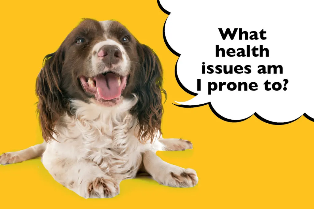 Springer Spaniel laying on a yellow background with a speech bubble that says 'What health issues am I prone to?'