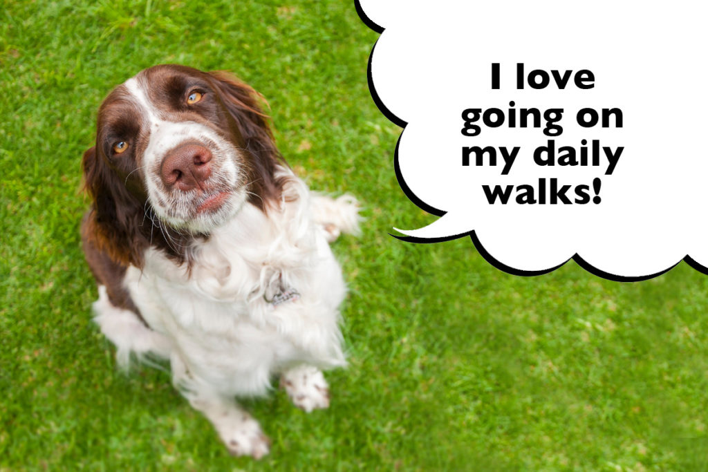 Springer Spaniel sat on the grass looking up at the camera with a speech bubble that says 'I love going on my daily walks!'