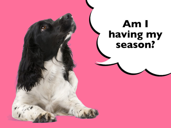 How Do I Know If My Female Springer Spaniel Is In Heat?