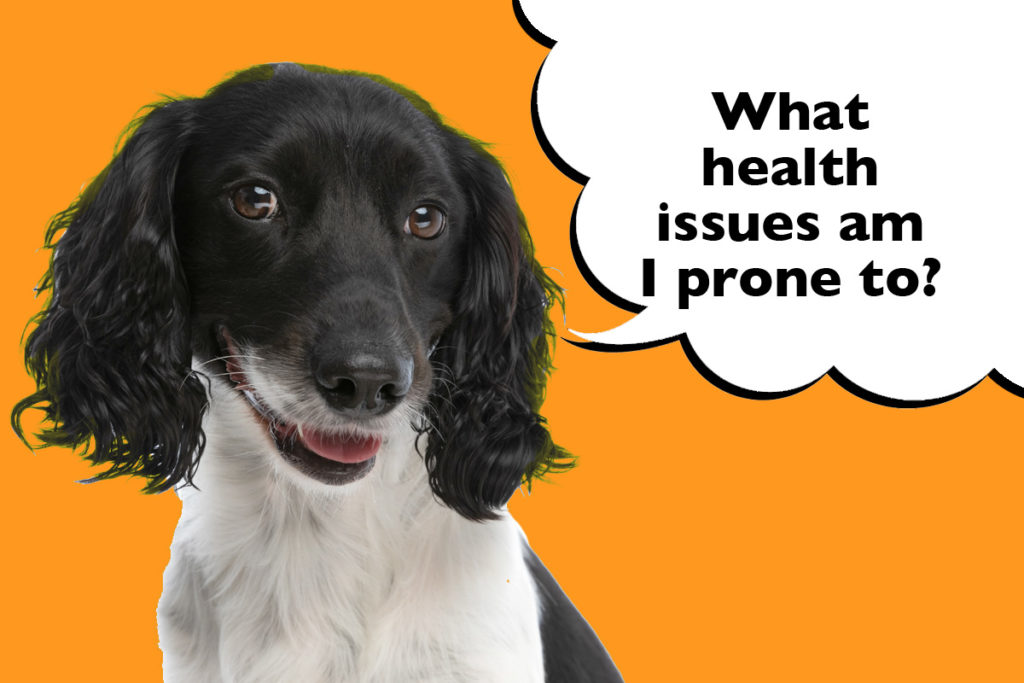 Springer Spaniel on an orange background with a speech bubble that says 'What health issues am I prone to?'