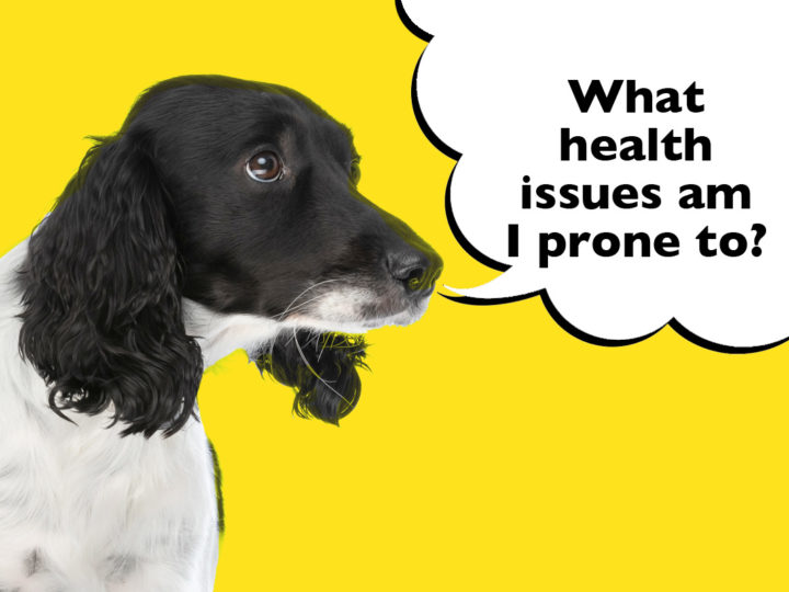 What Health Problems Are Springer Spaniels Prone To?