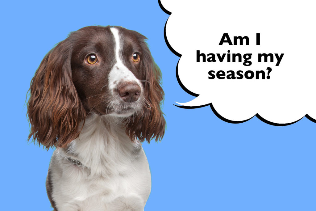 Springer Spaniel on a blue background with a speech bubble that says 'Am I having my season?'