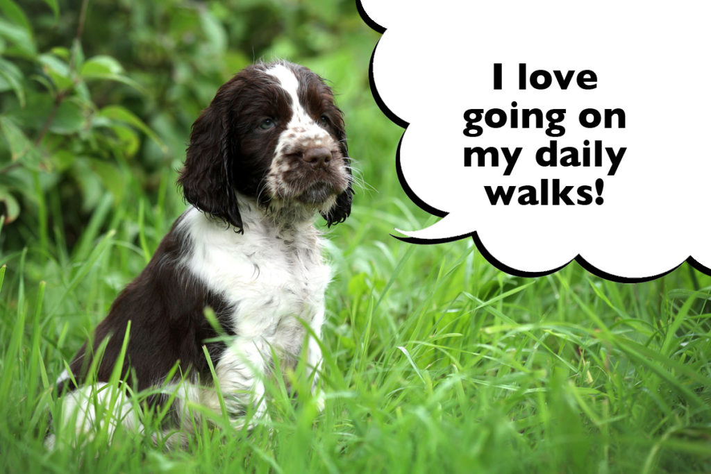 Springer Spaniel sat on the grass with a speech bubble that says 'I love going on my daily walks!'