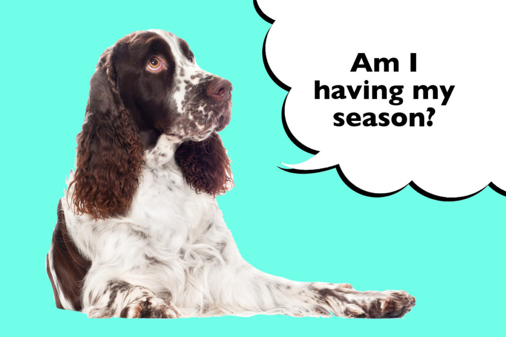 Springer Spaniel laying on a cyan blue background with a speech bubble that says 'Am I having my season?'