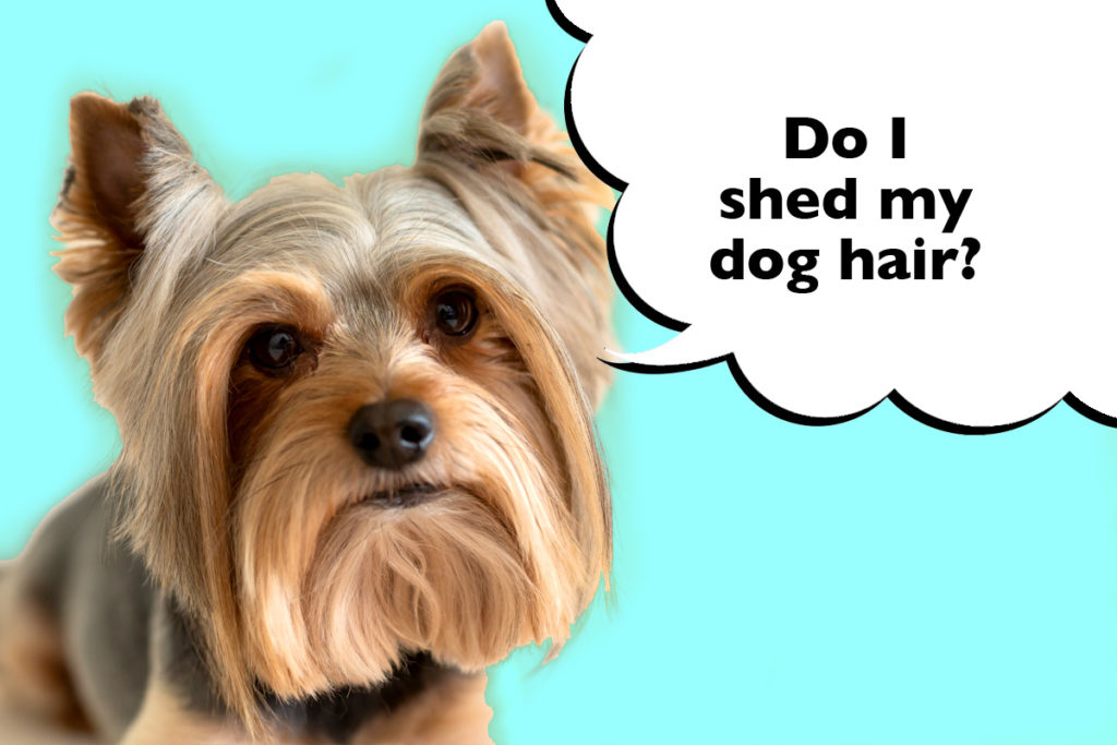 Long haired Yorkshire Terrier on bright cyan blue background with a speech bubble they says 'Do I shed my dog hair/'