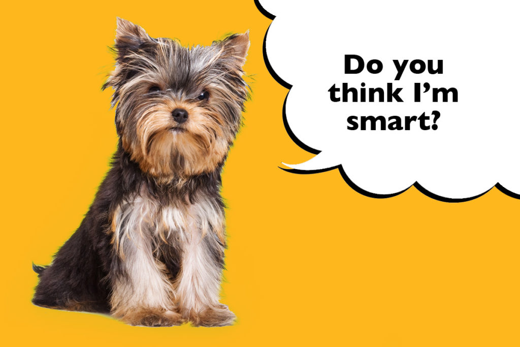 Yorkshire Terrier sat on a bright orange background with a speech bubble that says 'Do you think I'm smart?'
